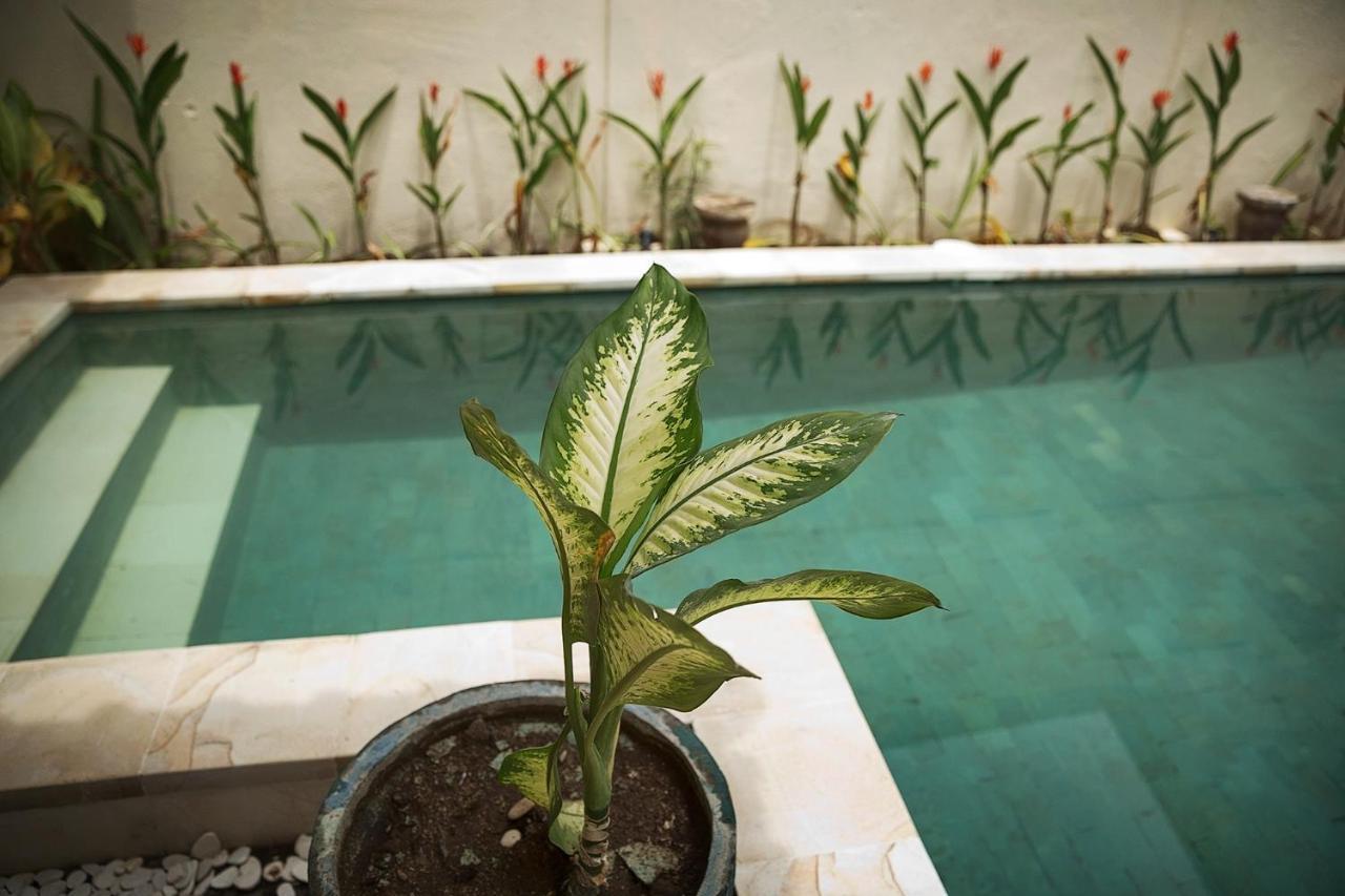 Papaya Villa *